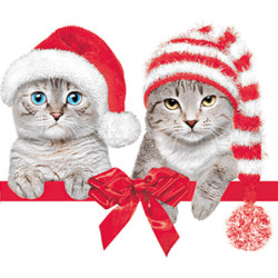 Cicás Christmas Hats...