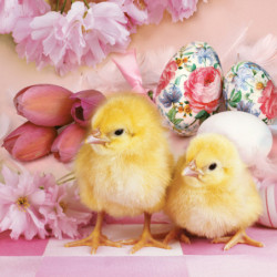 Húsvét Lovely Chickens...