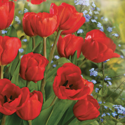 Tulipán Bunch szalvéta 20...