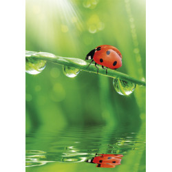 Természet Ladybug A/4 gumis...