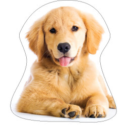 Kutyás Golden Retriver...