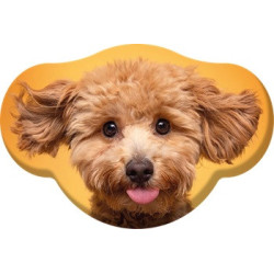 Kutyás Toy Poodle...