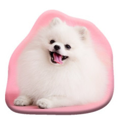 Kutyás Pomeranian...