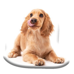 Kutyás Spaniel formapárna,...