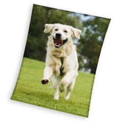 Kutyás Happytail Retriever...