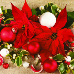 Karácsony Poinsettias...